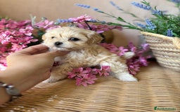 Maltipoo perros en venta: Maltipoo toy Hembra disponible  - Imagen 5