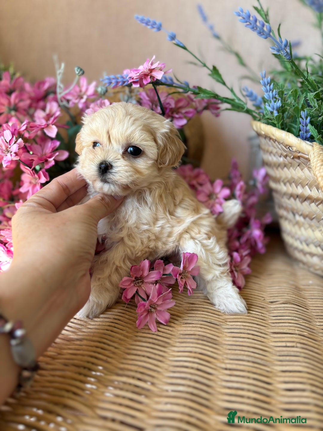 Maltipoo perros en venta: Maltipoo toy Hembra disponible  - Imagen 5