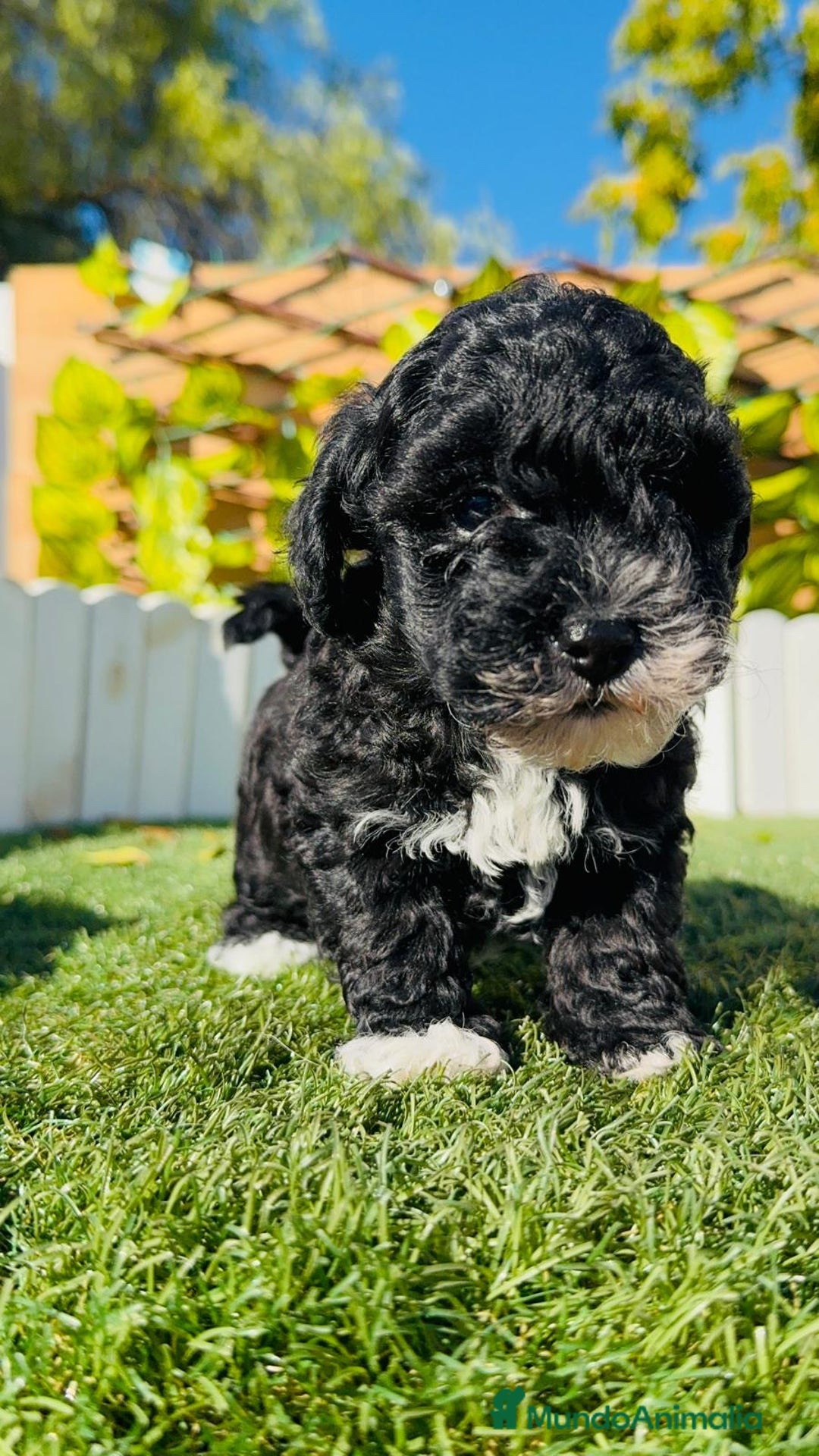 Caniche Toy perros en venta: CANICHE TOY HEMBRA - Anuncio 4