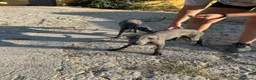 Whippet perros en venta: Whipper macho blue  - Anuncio 4