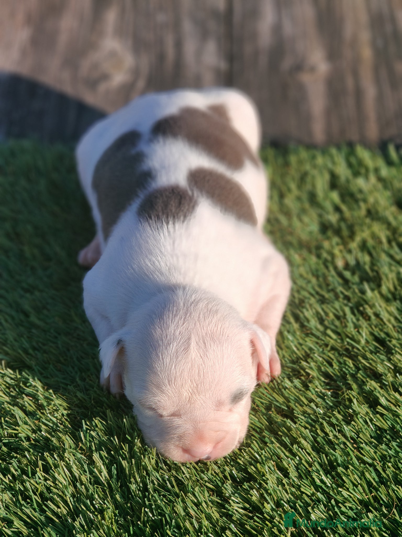 American Staffordshire-Terrier perros en venta: PEDIGREE AMERICAN STAFFORDSHIRE TERRIER BLUE  - Anuncio 8