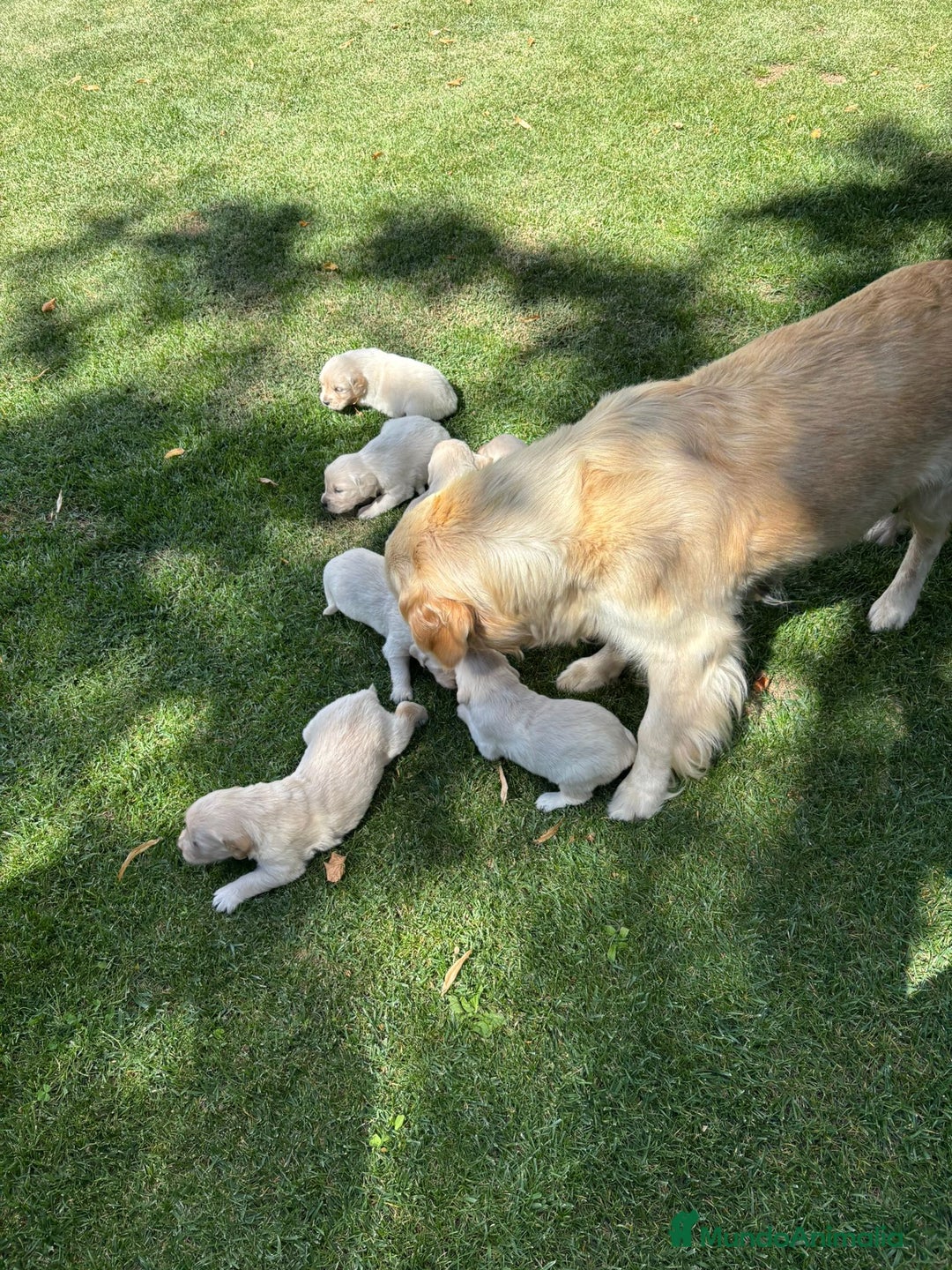 Golden Retriever perros en venta: Golden retriever  - Imagen 10
