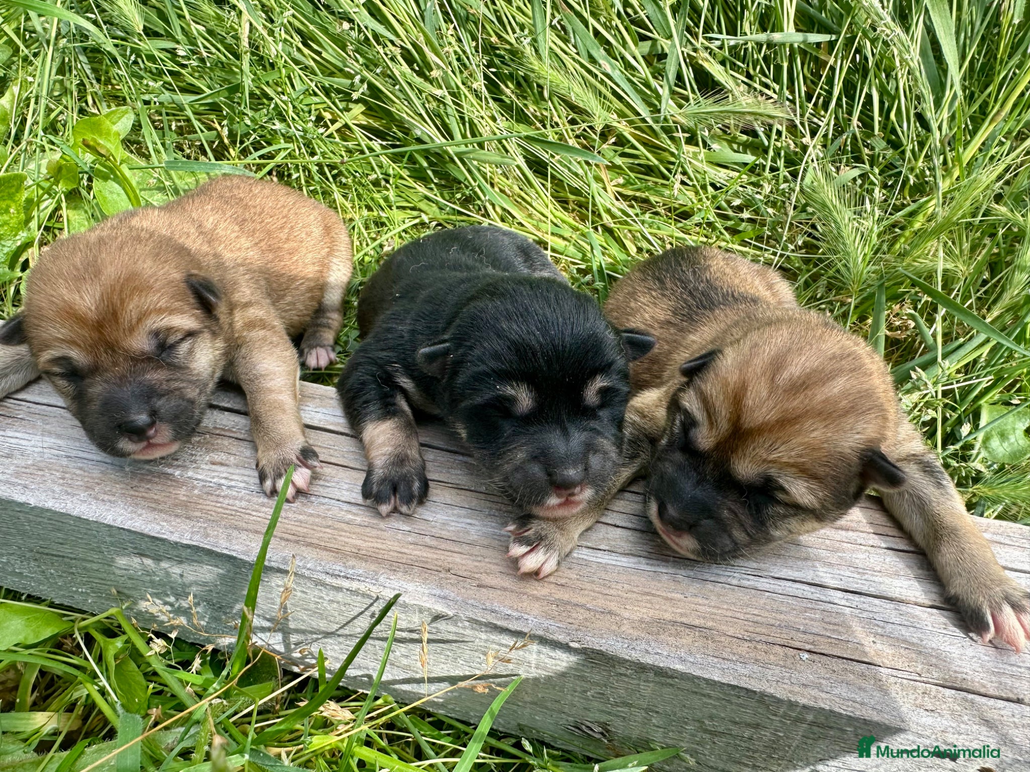 Schnauzer Miniatura perros Schnauzer Camada Especial  - Anuncio 1