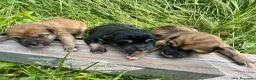 Schnauzer Miniatura perros en venta: Schnauzer Camada Especial  en Salamanca - Anuncio 1