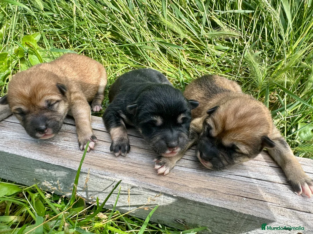 Schnauzer Miniatura perros en venta: Schnauzer Camada Especial  en Salamanca - Anuncio 1