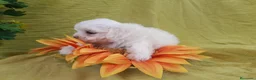 Bichón Maltés perros en venta: PRECIOSOS BICHON MALTES  LINEA TOY  - Anuncio 13