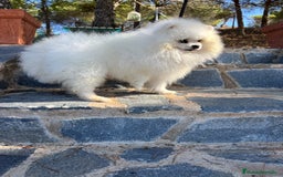Pomerania perros en venta: Pomerania hembra disponible !! - Imagen 4