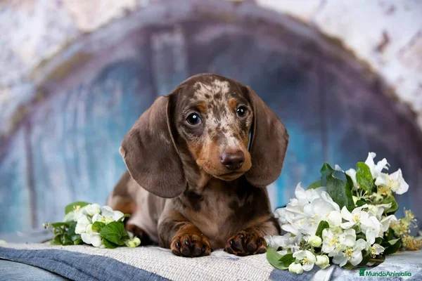 Teckel Miniatura perros TECKEL MINIATURA ( TODA ESPAÑA )  - Anuncio 2