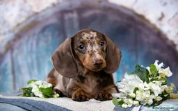 Teckel Miniatura perros en venta: TECKEL MINIATURA ( TODA ESPAÑA )  - Imagen 2