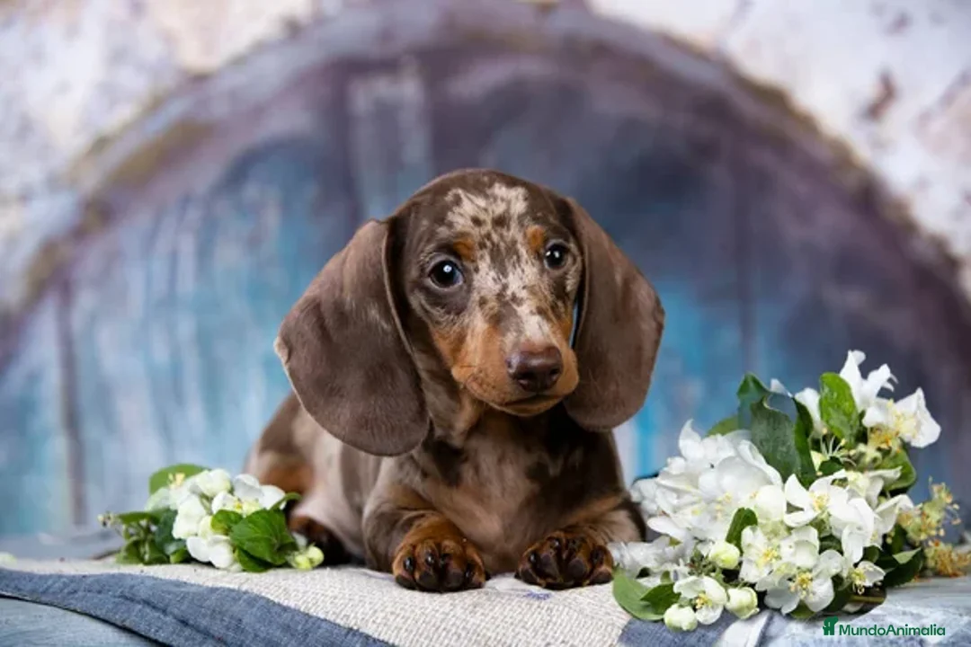 Teckel Miniatura perros en venta: TECKEL MINIATURA ( TODA ESPAÑA )  - Imagen 2