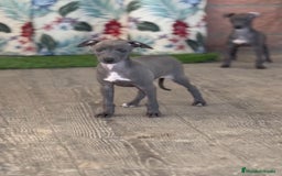 Pequeño Lebrel Italiano perros en venta: 💙 Sirius y Selena – elegancia natural 🐾 - Imagen 1