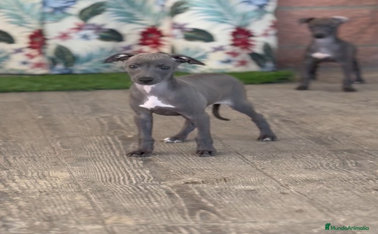 Pequeño Lebrel Italiano perros - Anuncio 6