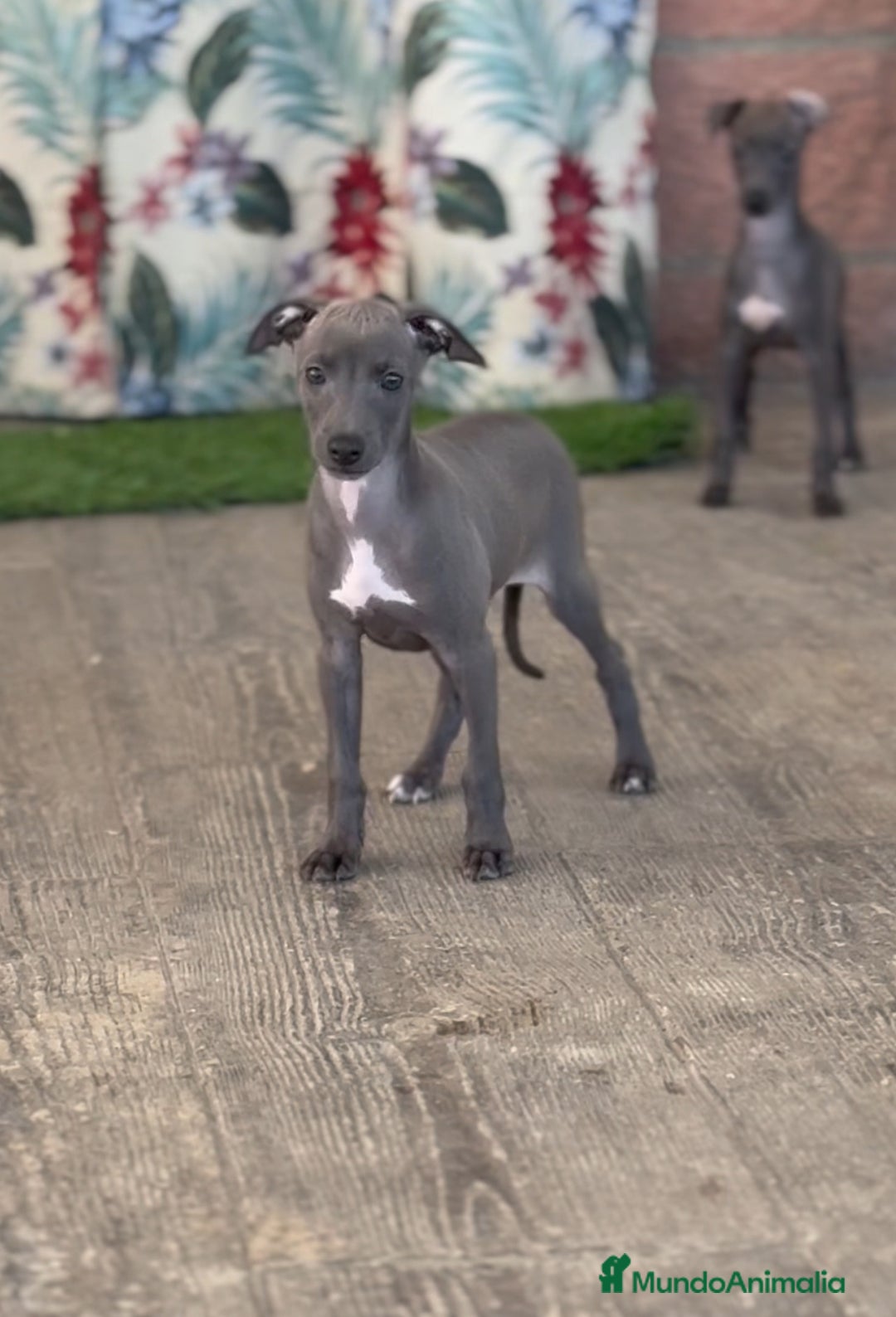 Pequeño Lebrel Italiano perros en venta: 💙 Sirius y Selena – elegancia natural 🐾 - Imagen 1