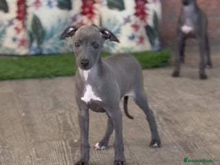 Pequeño Lebrel Italiano perros - Anuncio 1