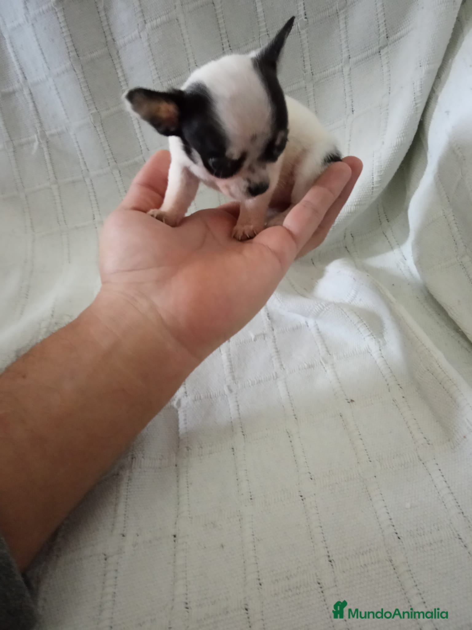 Chihuahua perros en venta: PRECIOSOS CHIHUAHUA RUSO Y ASIÁTICO - Anuncio 4