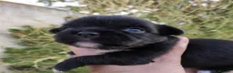 Chihuahua perros en venta: Chihuahas cabeza de manzana - Anuncio 7