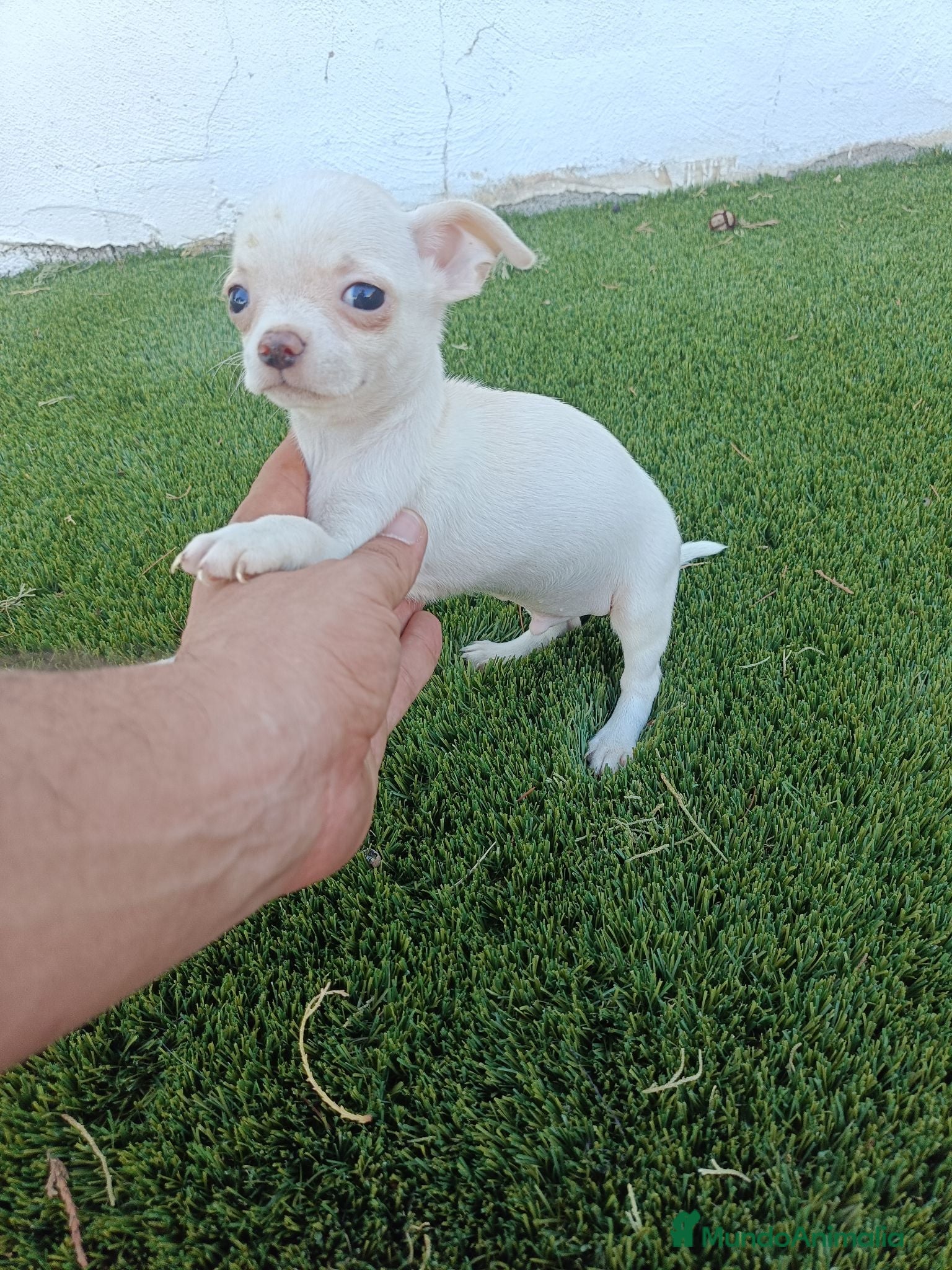 Chihuahua perros Machitos de Chihuahua Blancos y Canelas - Anuncio 3