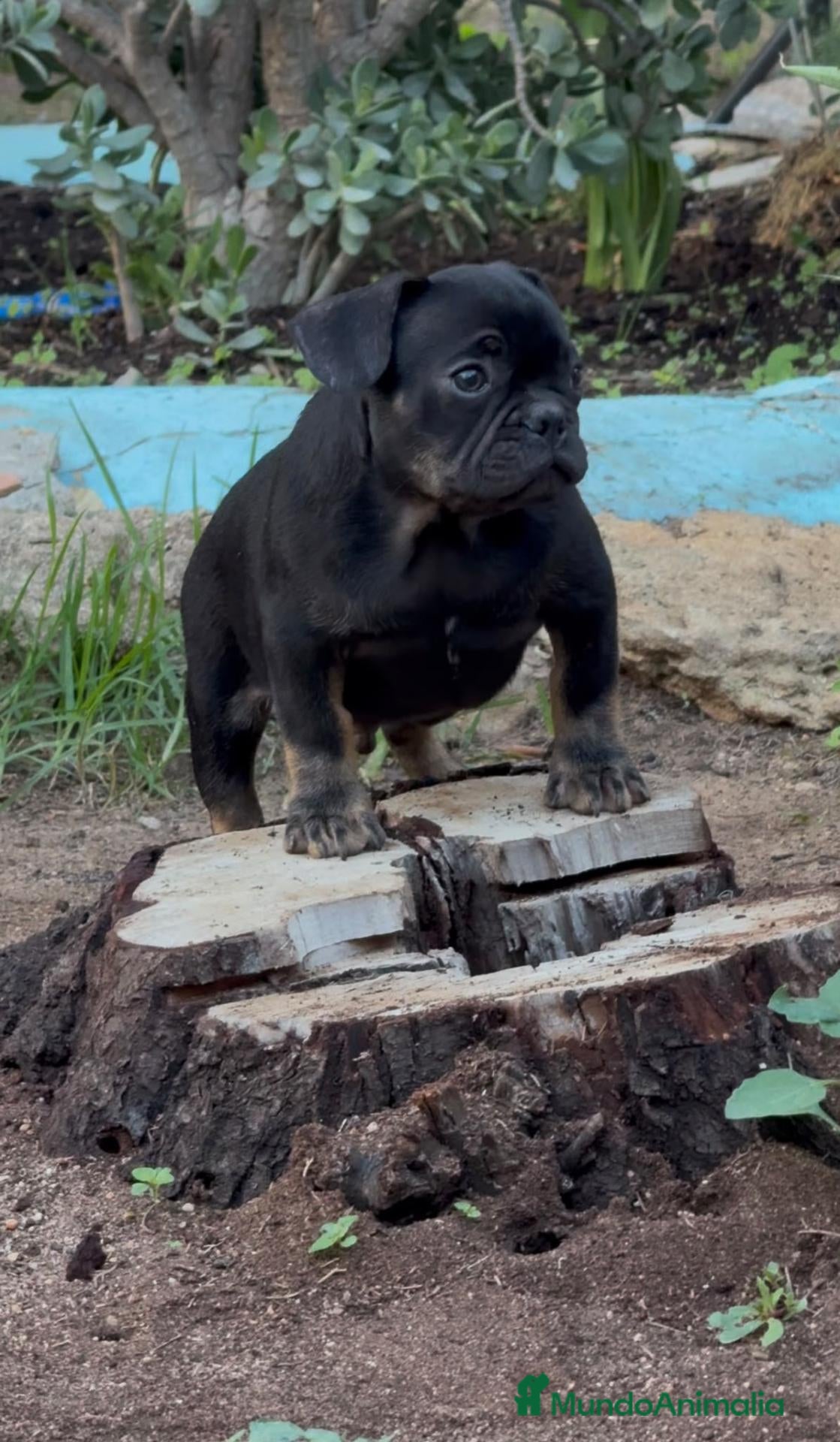 Bulldog Francés perros en venta: Bulldog Frances - Anuncio 1