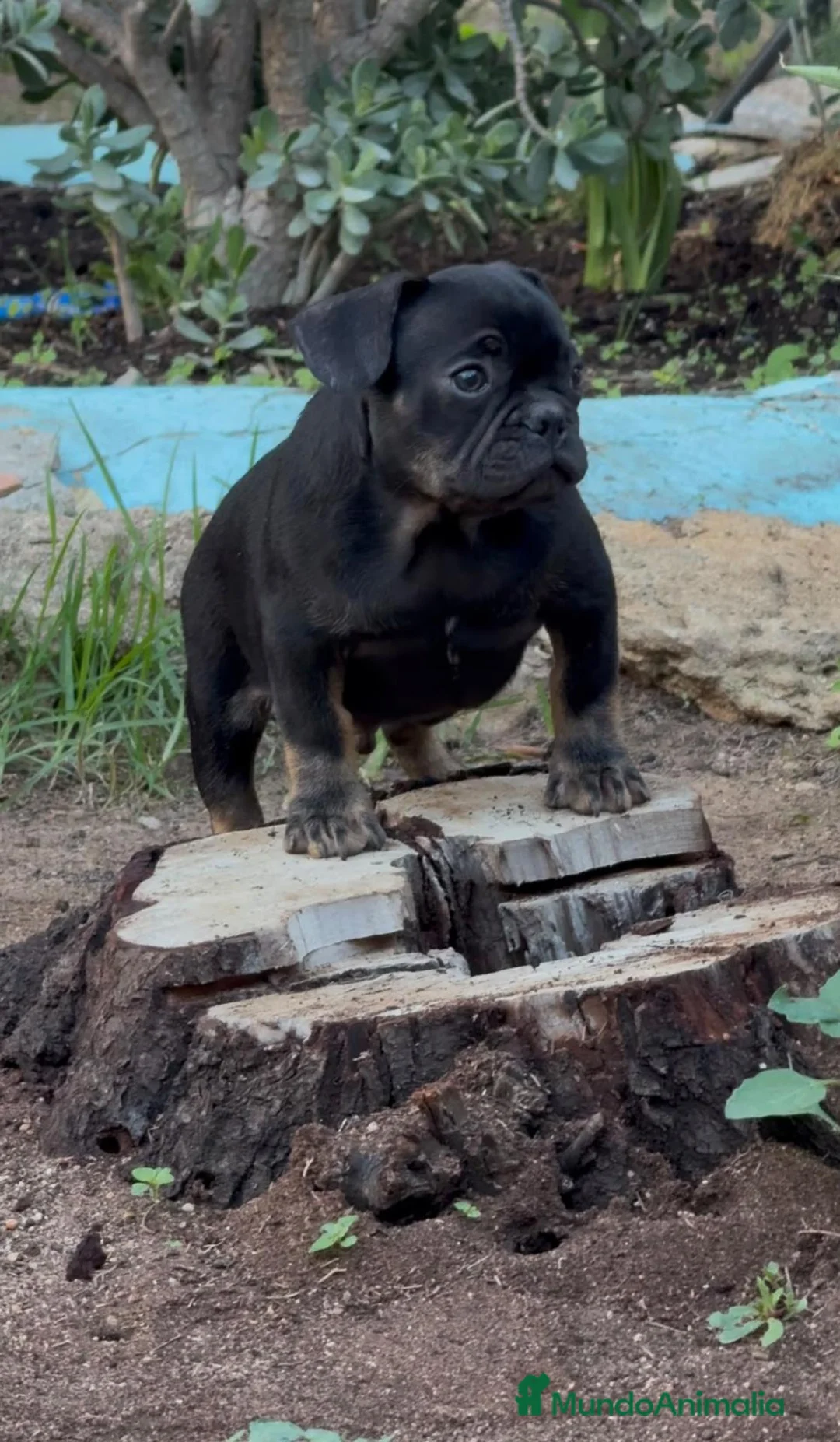 Bulldog Francés perros en venta: Bulldog Frances - Anuncio 1