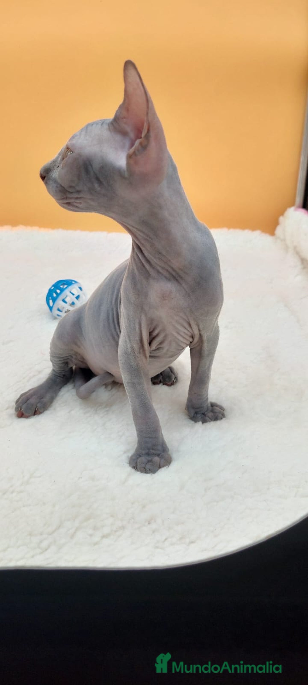 Sphynx gatos en venta: Preciosa hembrita gris - Imagen 8