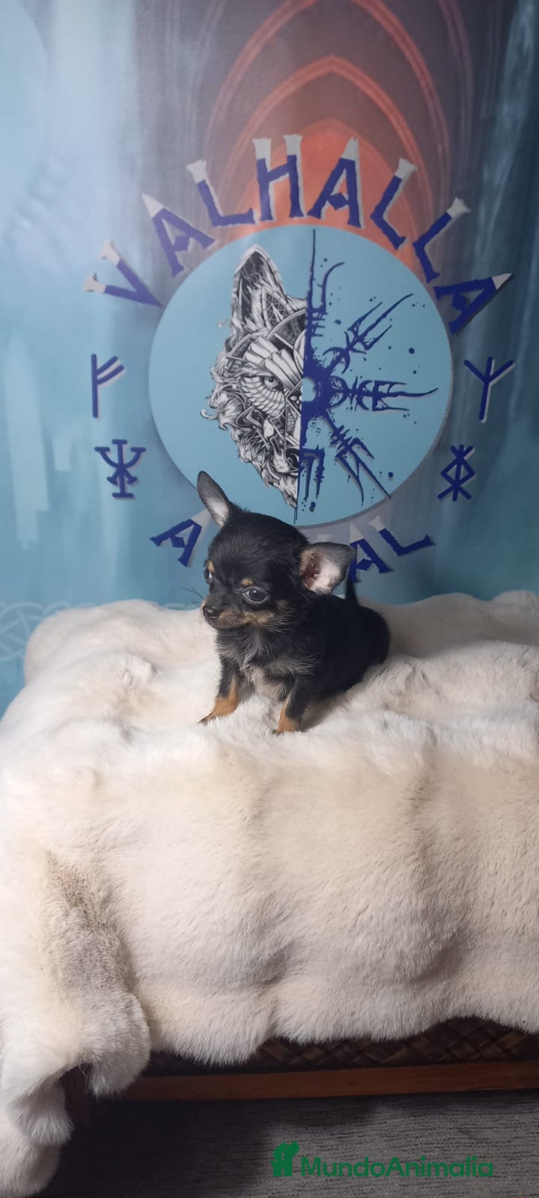 Chihuahua perros en venta:  Machos preciosos de chihuahua cabeza venado  - Imagen 3