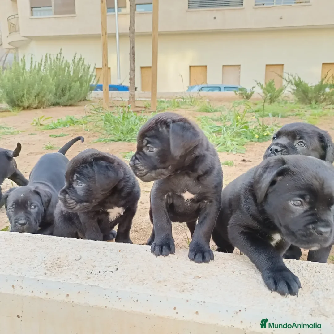 Imagen de galería {{count}}