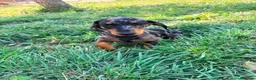 Teckel Miniatura perros en venta: Teckel miniatura  - Anuncio 12