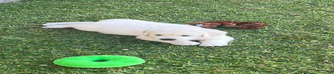 Golden Retriever Cachorro 1