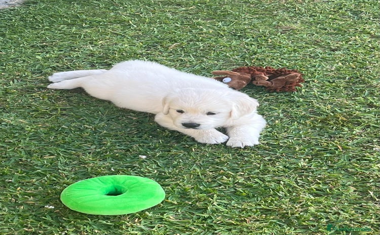Golden Retriever perros - Anuncio 1