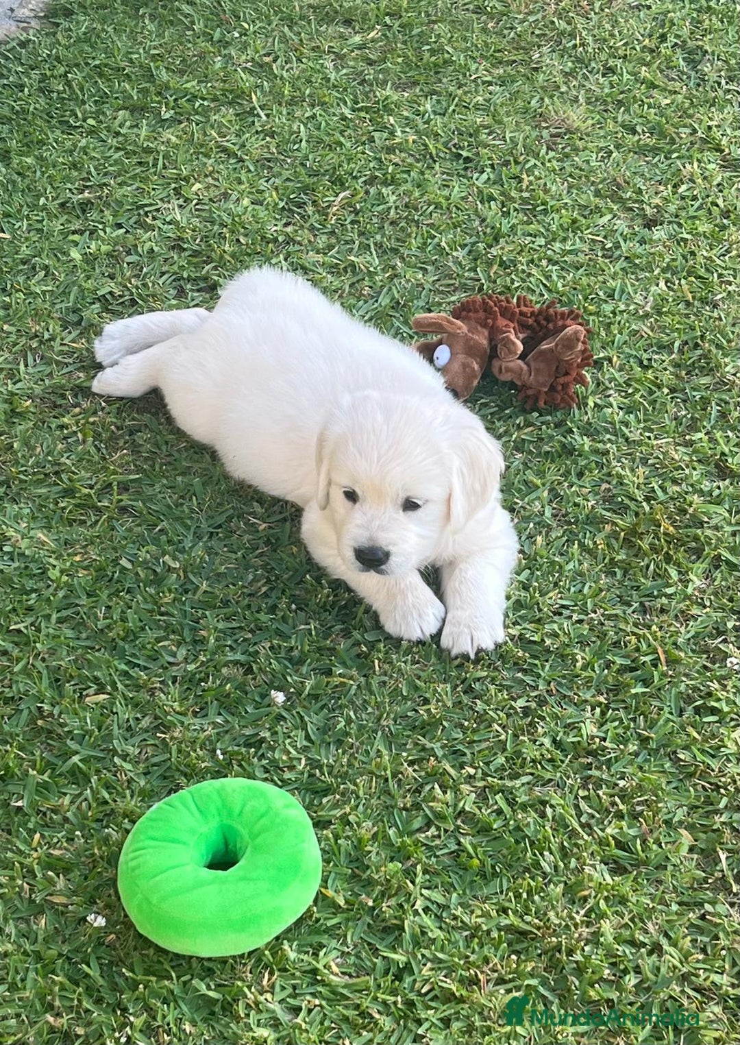 Golden Retriever perros en venta: Golden retriever - Imagen 1