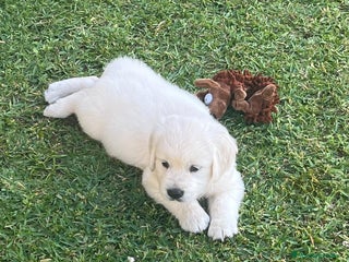 Golden Retriever perros - Anuncio 36