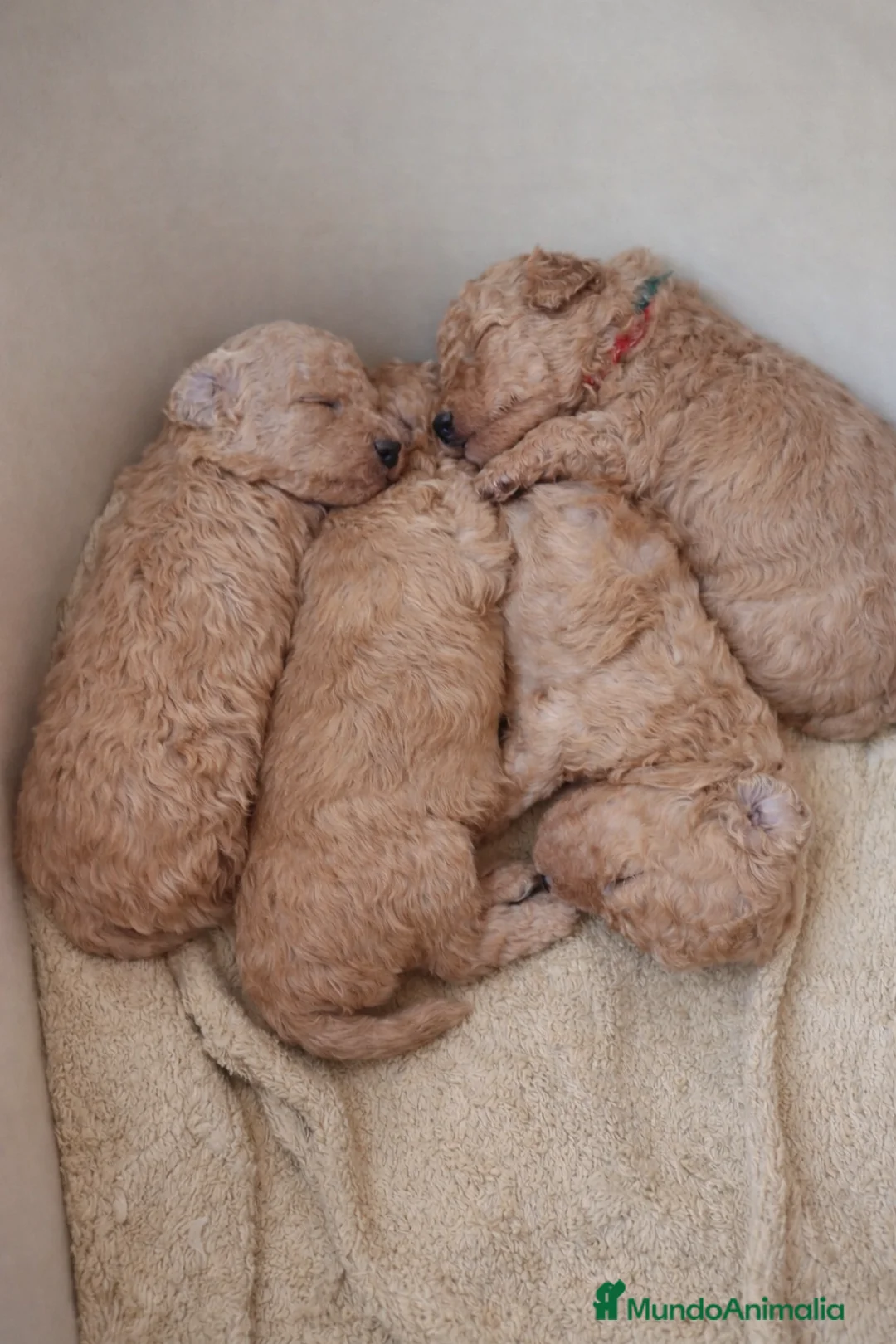 Caniche Toy perros en venta: CANICHE TOY FAMILIAR - Anuncio 4