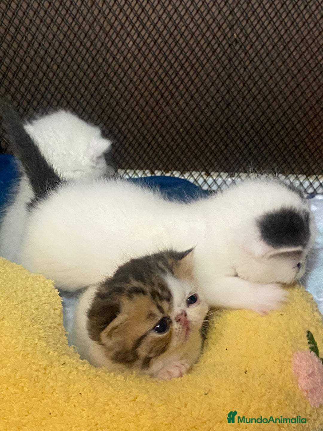 Persa gatos en venta: Camada exótica - Anuncio 6