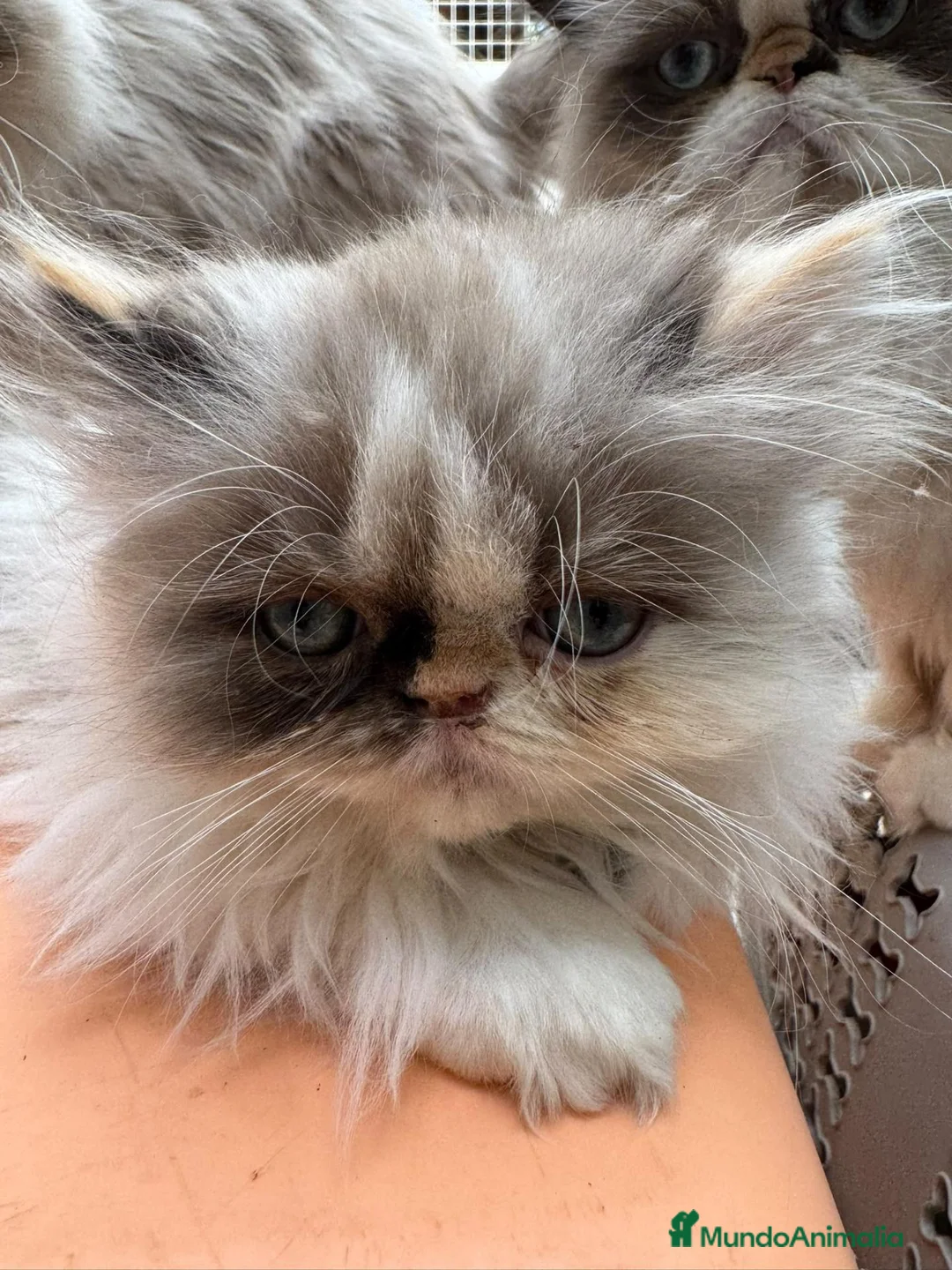 Persa gatos en venta: Persa en Málaga - Anuncio 1