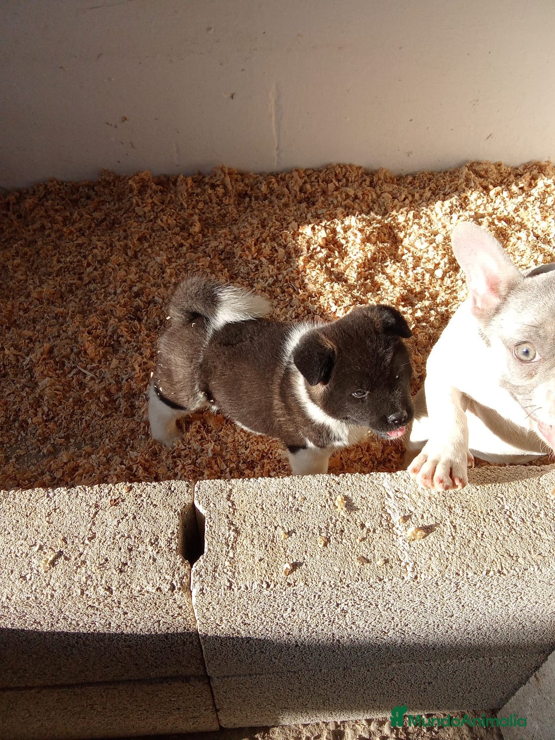 Akita Americano perros en venta: Cachorro de Akita americano - Anuncio 3