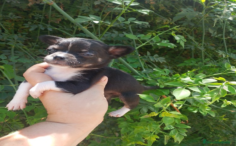 Chihuahua perros - Propaganda 2