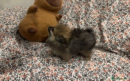 Pomerania perros en venta: Lulu pomerania mini toy - Imagen 5