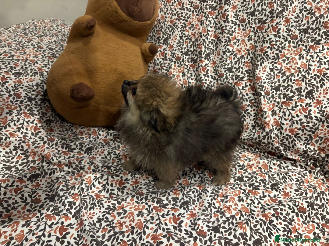 Pomerania perros en venta: Lulu pomerania mini toy - Imagen 5