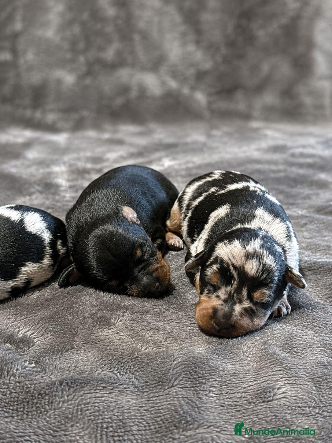 Pinscher Miniatura perros Pinscher Miniatura - Anuncio 1