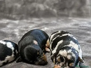 Pinscher Miniatura perros Pinscher Miniatura - Anuncio 1