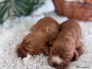 Cocker Spaniel Inglés perros COCKER SPANIEL INGLES - Anuncio 1