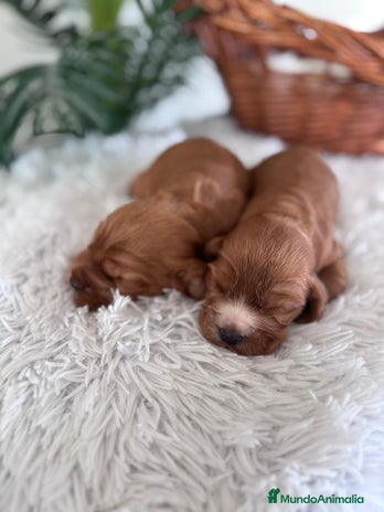 Cocker Spaniel Inglés perros COCKER SPANIEL INGLES - Anuncio 1