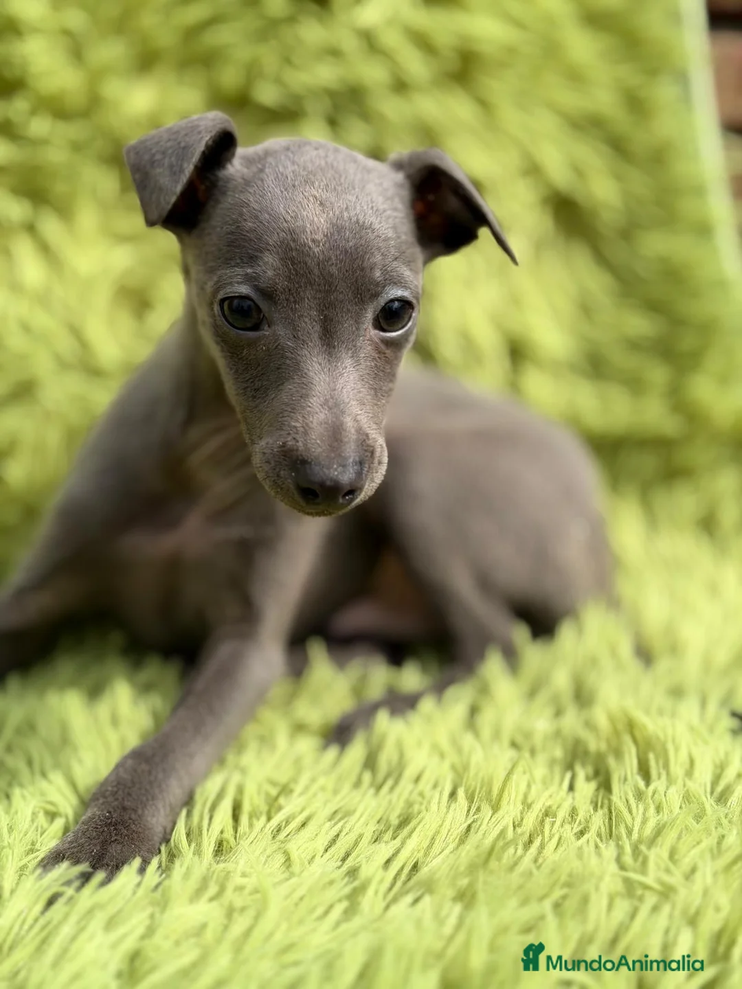 Pequeño Lebrel Italiano perros en venta: LEBREL PICCOLO ITALIANO BLUE - Anuncio 2