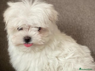 Bichón Maltés perros en Madrid - Anuncio 26