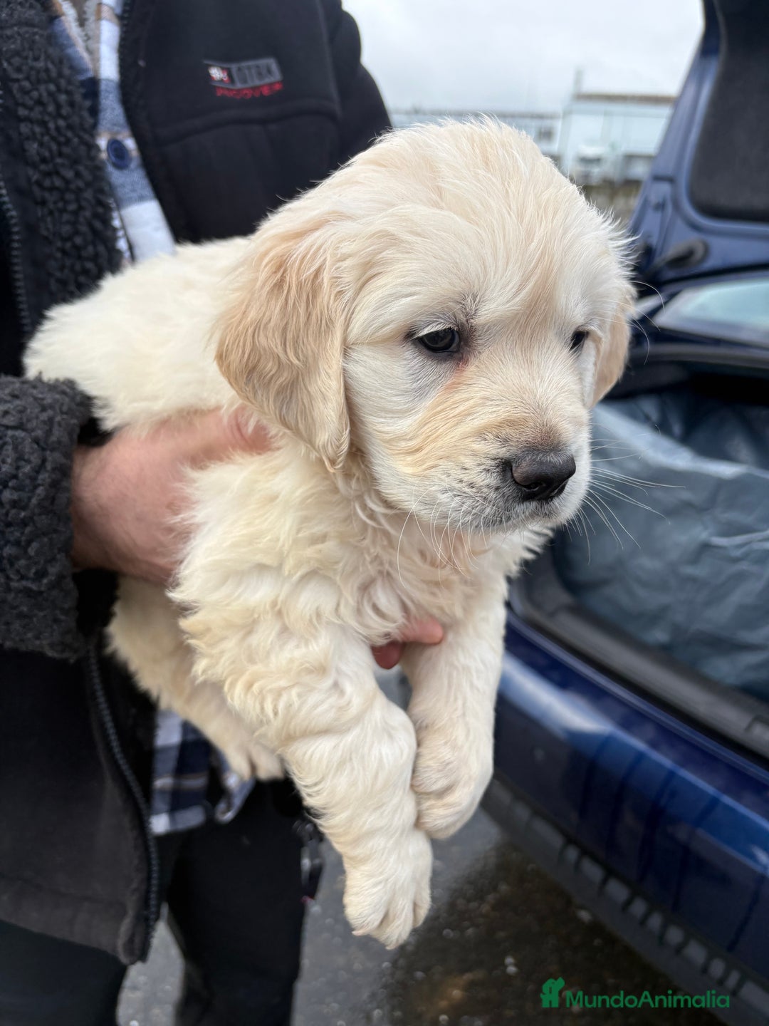 Golden Retriever perros en venta: Golden Retriever un lujo de cachorro - Anuncio 9