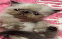 Persa gatos en venta: Persas himalayos y exoticos - Imagen 5