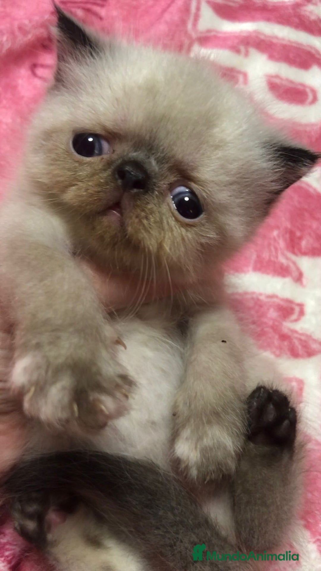 Persa gatos en venta: Persas himalayos y exoticos - Imagen 5