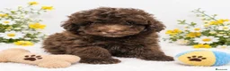 Caniche Toy perros en venta: EJEMPLAR DE CANICHE TOY  - Anuncio 3