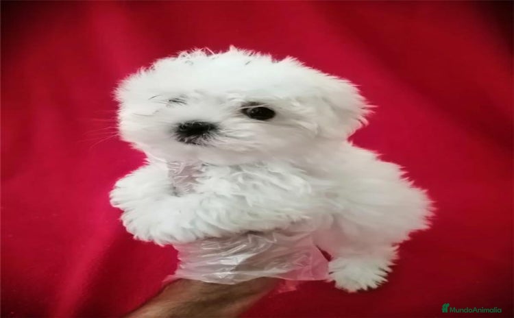 Bichón Maltés perros - Anuncio 3