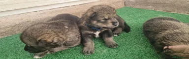 Perro Lobo Checoslovaco 2